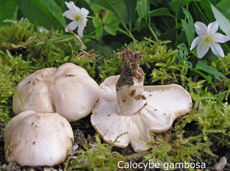 Calocybe gambosa-amf1864.jpg - Calocybe gambosa ; Syn1: Tricholoma georgii ; Syn2: Lyophyllum georgii ; Non français: Tricholome de la Saint Georges, Mousseron